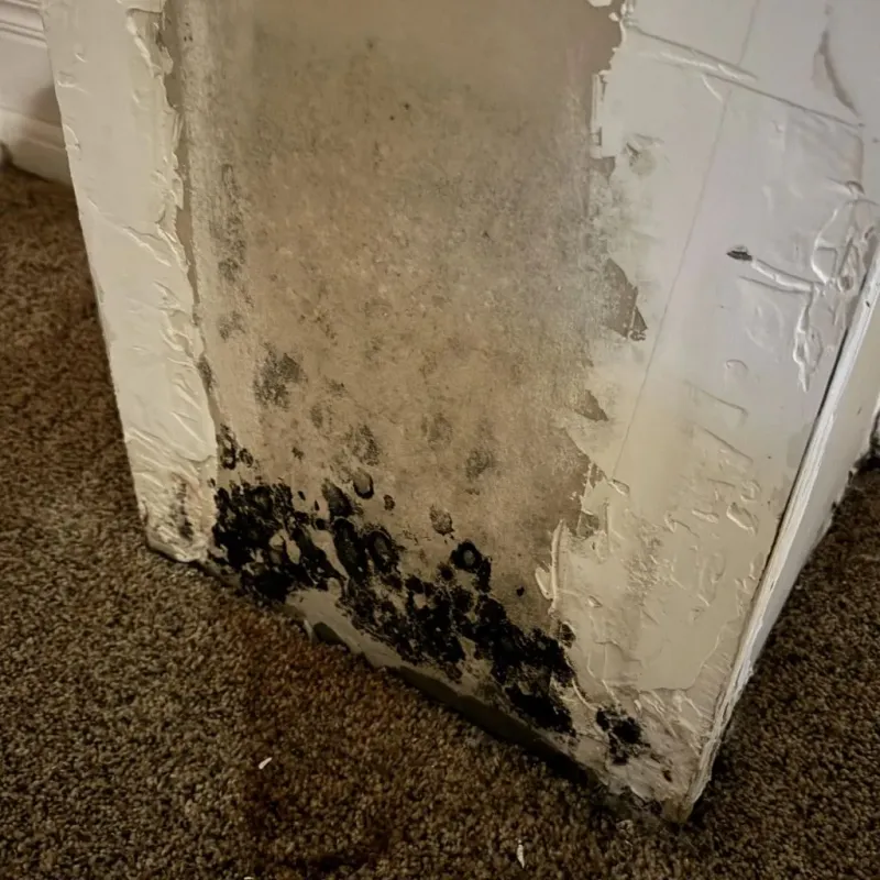 Professional Mold Removal in LaPorte County, IN